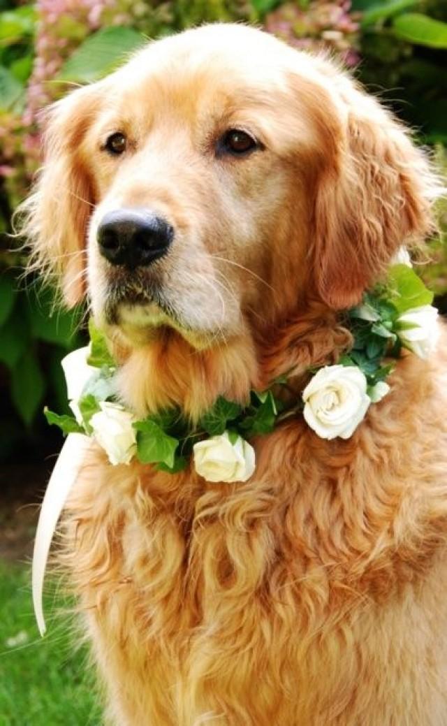 dog flower girl ideas