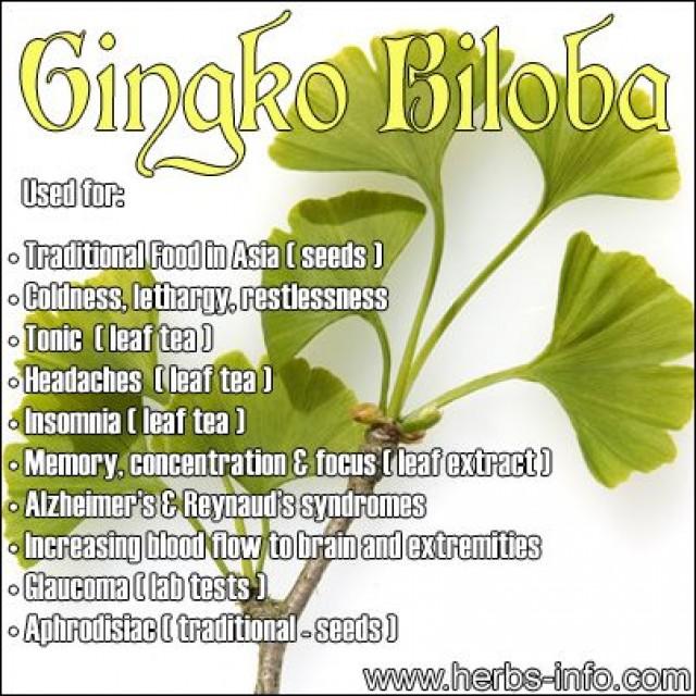 Health And Beauty Gingko Uses And Benefits 2034162 Weddbook