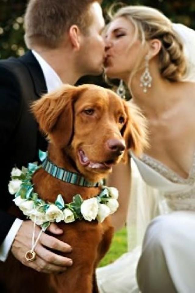 Pets - (Dogs At Weddings) #2054479 - Weddbook