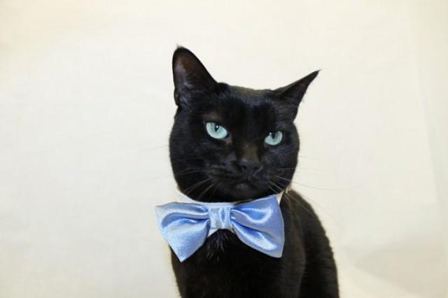 Wedding Cat Collar With Shirt Collar And Satin Stain Bow Tie