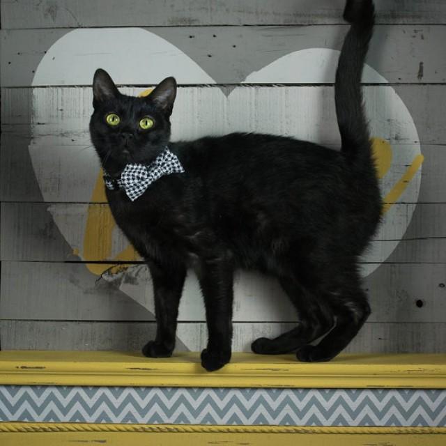 black bow tie cat collar