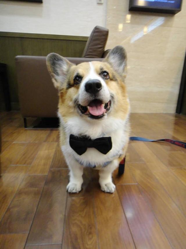 dicky bow dog collars