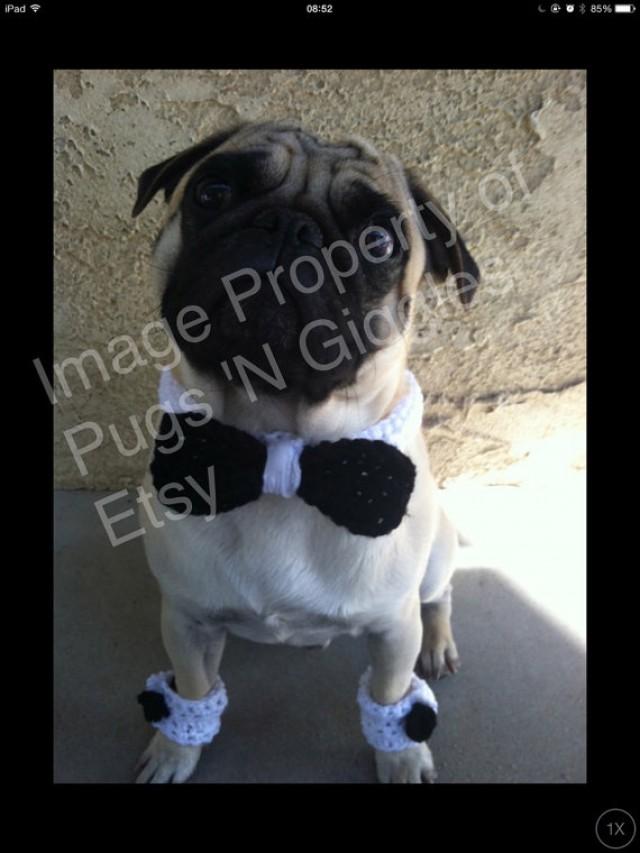 accessories for pugs