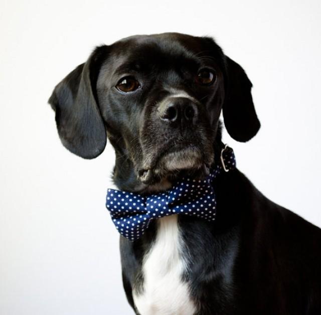 navy blue dog bow tie