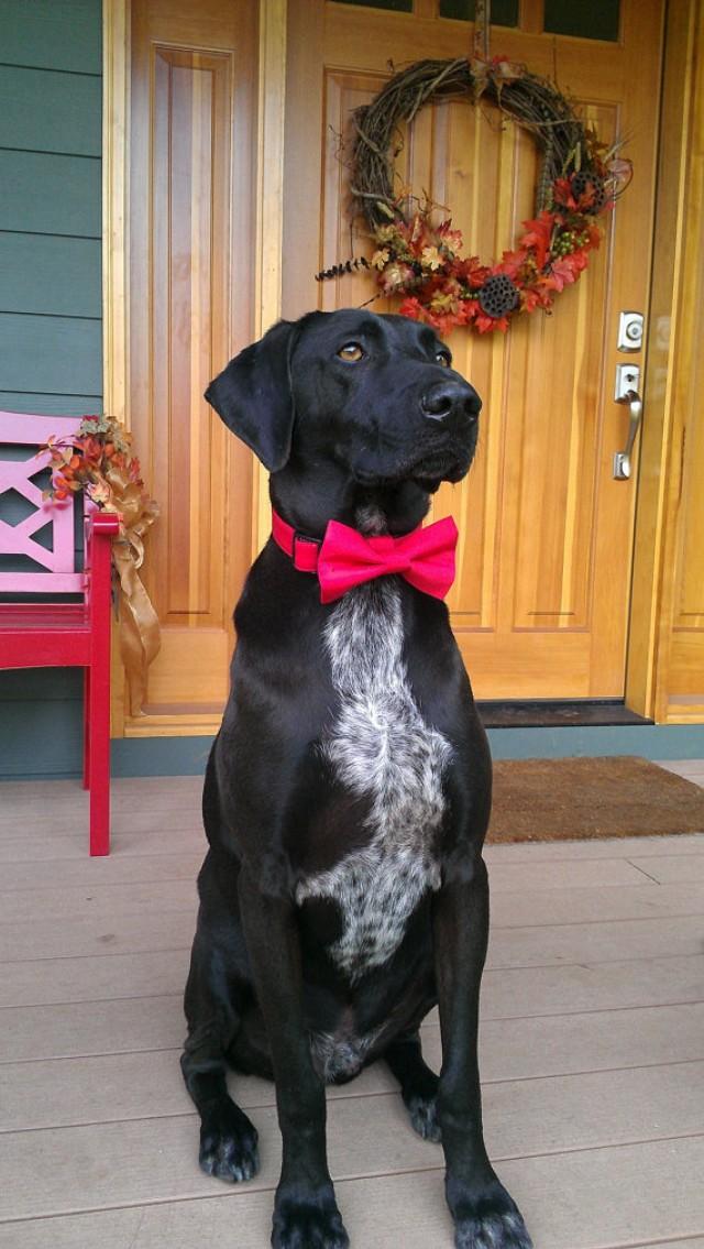 red bow tie dog collar