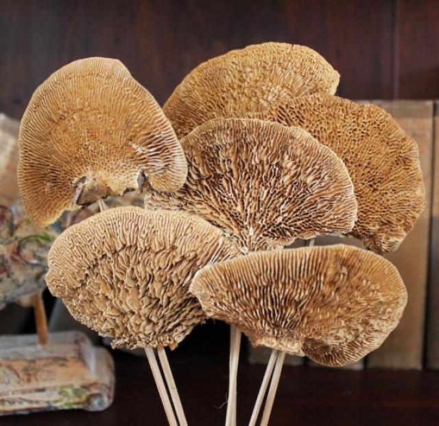 6 Dried Natural Sponge Mushroom Morel Stems Bouquet Botanical Dried