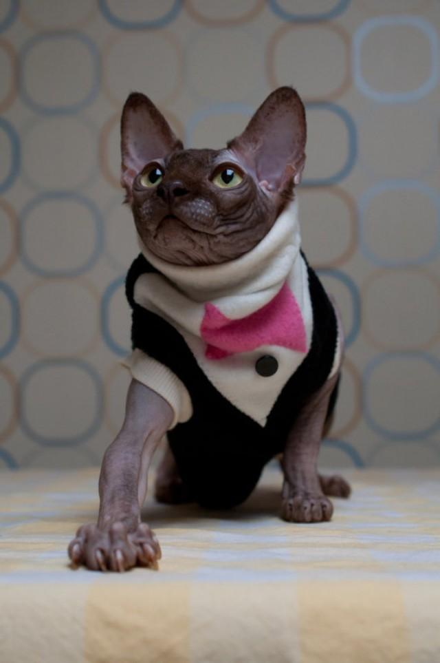 sphynx cornish rex