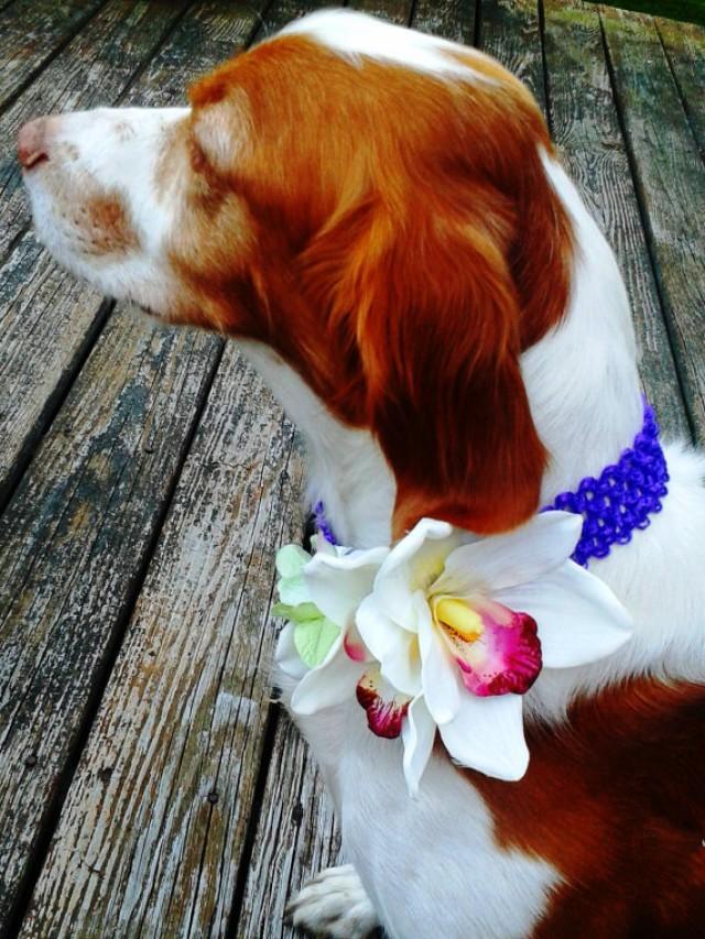DOG FLOWER COLLARPet Wedding, White Orchids, Green Hydrangea, Strech