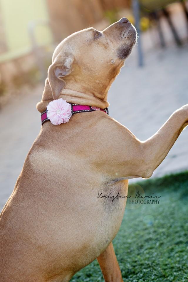 Dog Collar Flowers. 14 Colors. Wedding Pet Flowers, Flower Dog, Flower