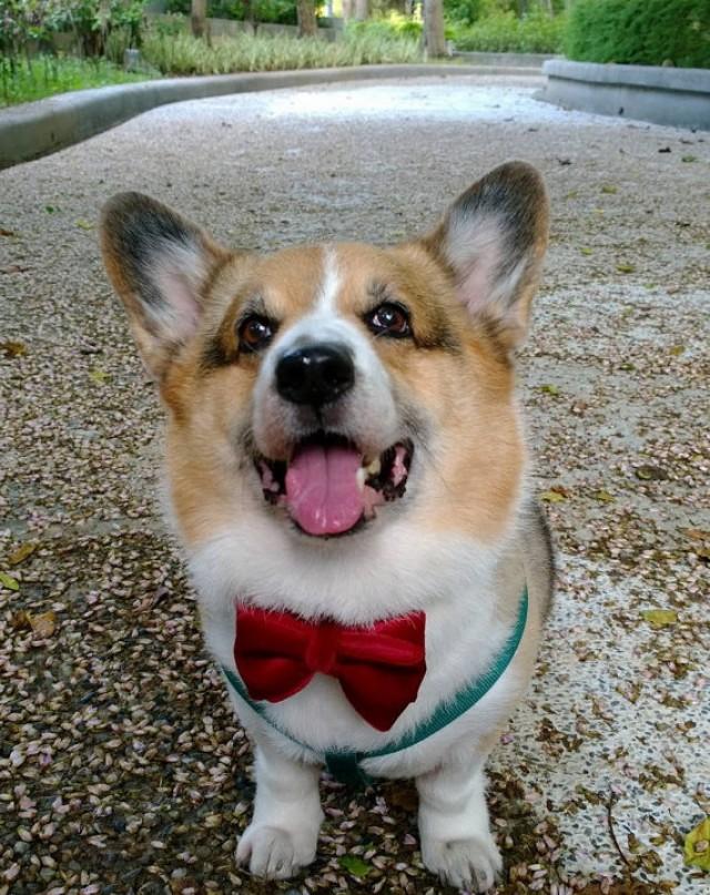 Burgundy Red Velvet Butterfly Bow Tie Wine Red Dark Red Dog Bow Collar