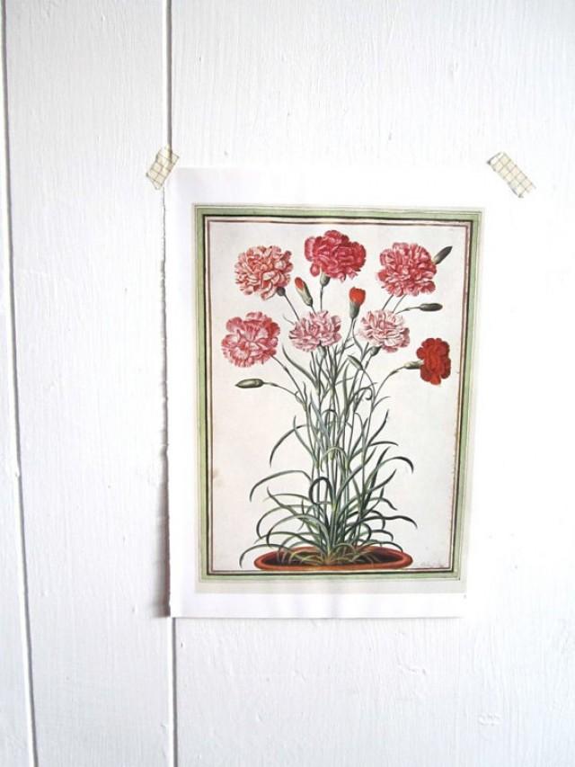 Carnations, Watercolor Of Carnations, Flower Print Vintage Botanical ...