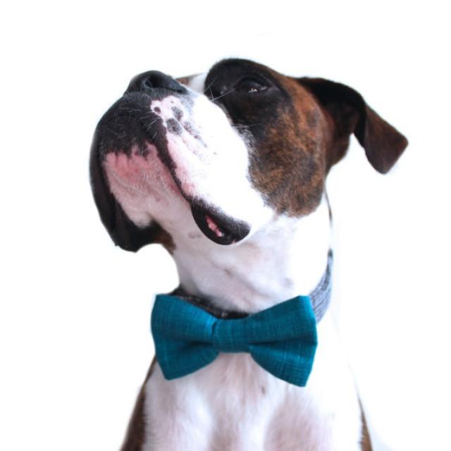 boy dog bow ties