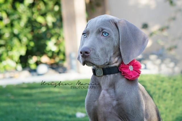 Dog Collar Flowers 14 Colors To Choose From Dog Bows Dog Flower Collar Wedding Dog Flower Dog Flowers Wedding Dog Bows For Dogs 2284190 Weddbook
