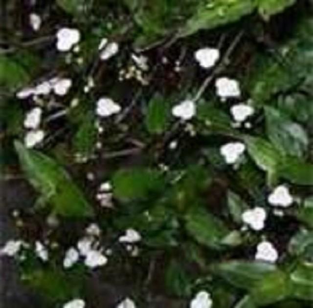 White Blooming Tahitian Bridal Veil Trailing Houseplant Starter Plant