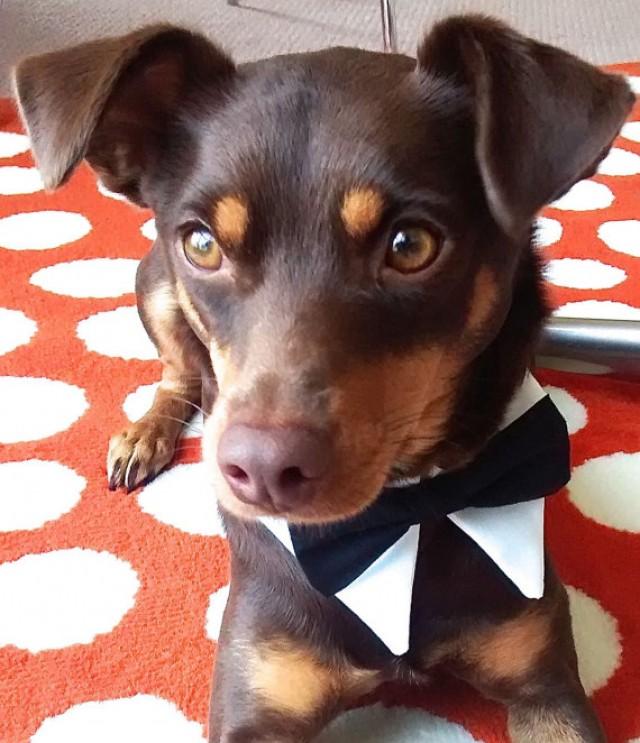 dog bow tie tuxedo collar