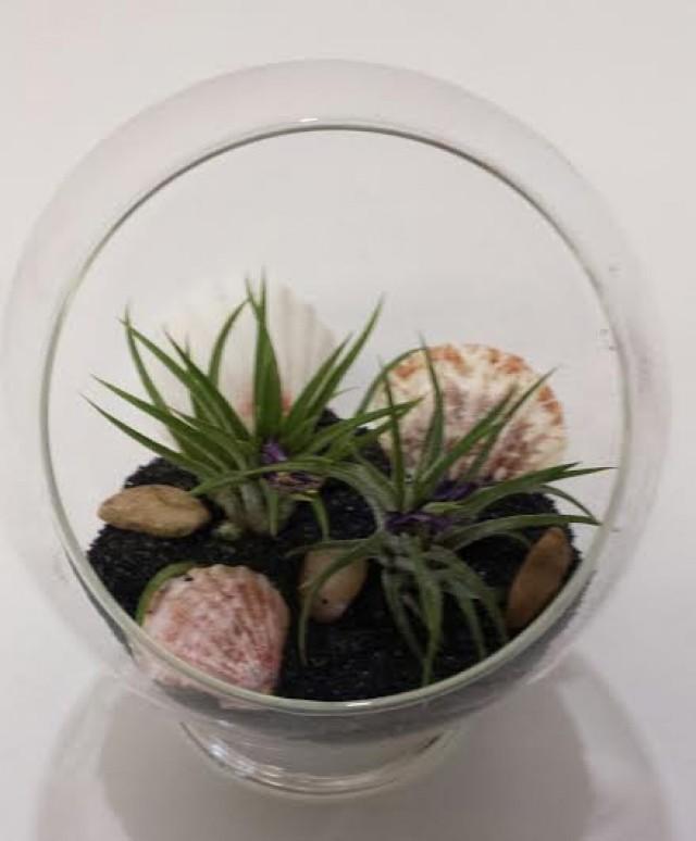Air Plant Glass Pedestal Terrarium DIY Complete Kit With Two Air Plants ...