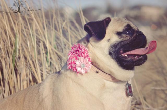 girly dog collars with bows