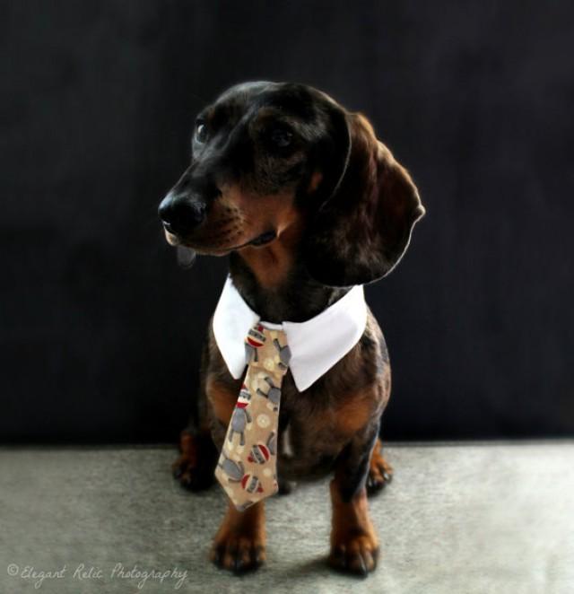 Weiner Dog Clothes Goldenacresdogs Com