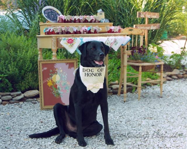 dog of honor wedding bandana