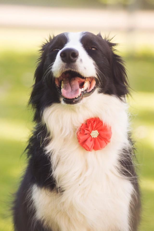 girly dog collars with bows