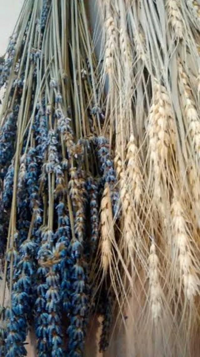 Bunches Dried French Lavendar Bunches Dried Wheat