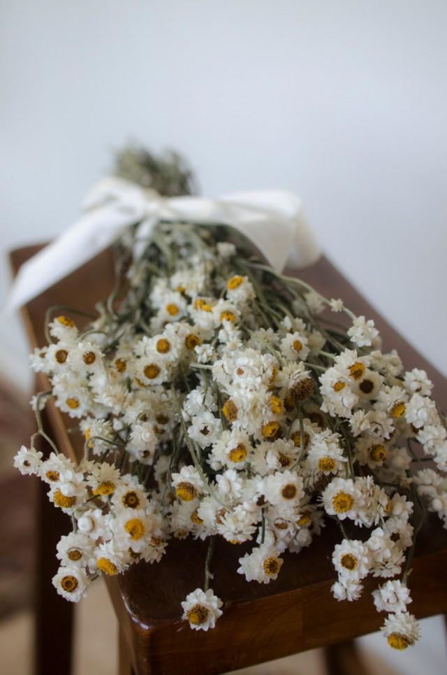 Dried Ammobium Bunch, Winged Everlasting Dried Flowers, White Wedding