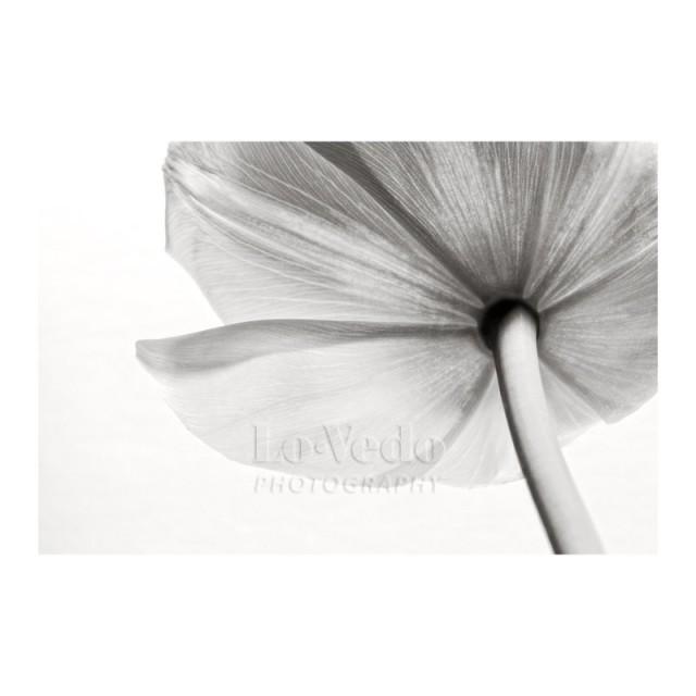 Flower Photo White Tulip Black And White Photo Wedding Decor Nature Photography Large Wall Art Home Decor 2445304 Weddbook