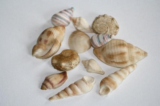 12 Colored Edible Seashells For Cake Decorating And Beach Wedding