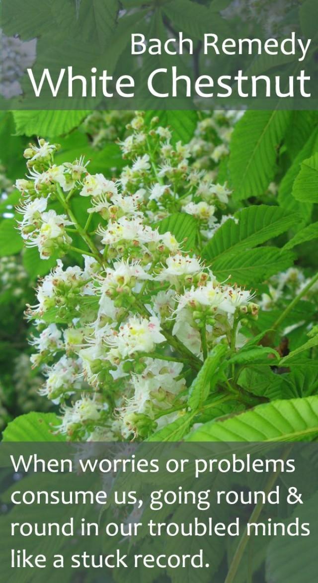 Bach Flower Remedy White Chestnut Pureremedies.co.uk 2514721 Weddbook