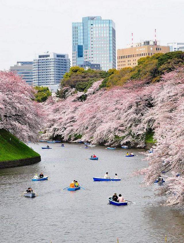 Honeymoon - Meguro River (目黒川) #2566733 - Weddbook