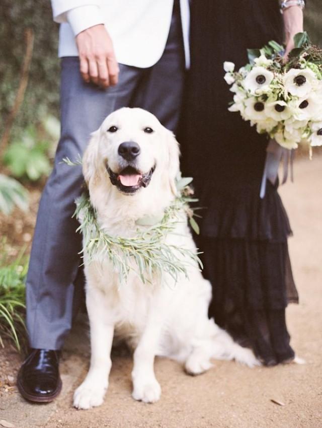 Top 10 Cutest And Most Lovable Dogs At The Wedding 2569983 Weddbook