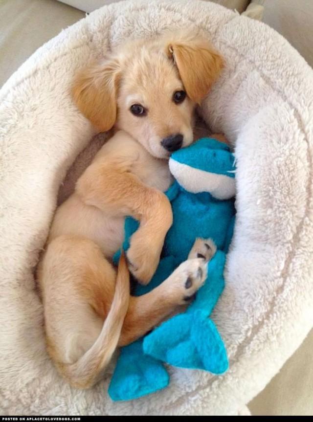 dogs and their stuffed animals