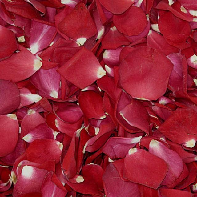 Valentine's Day Rose Petals. 100 Cups Falling In Love Rose Petals