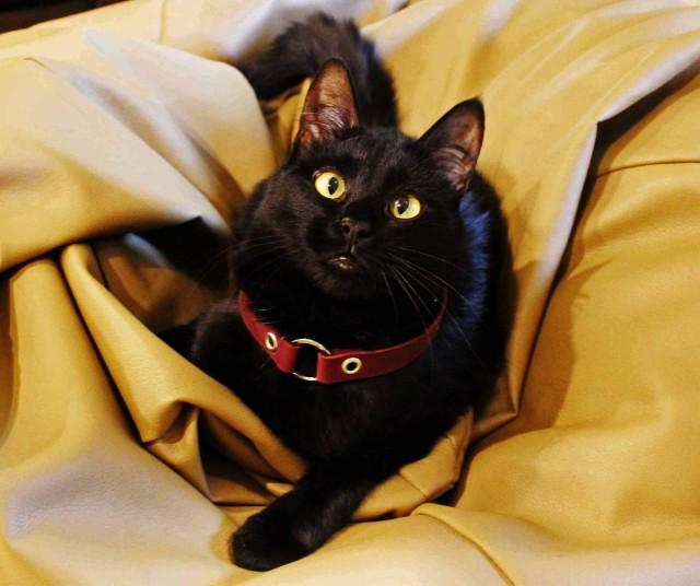 personalised gifts for cat lovers