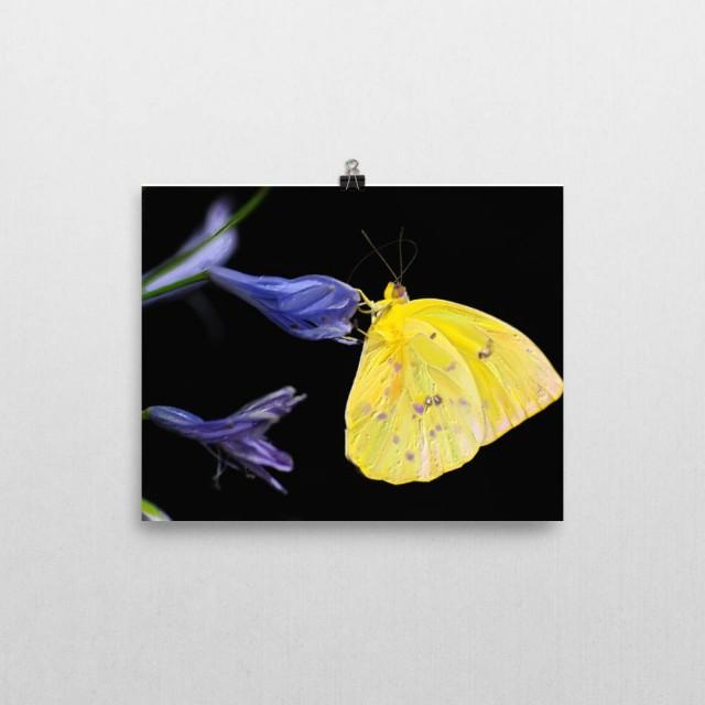 Yellow Purple Butterfly Wall Print Modern Farmhouse Decoration