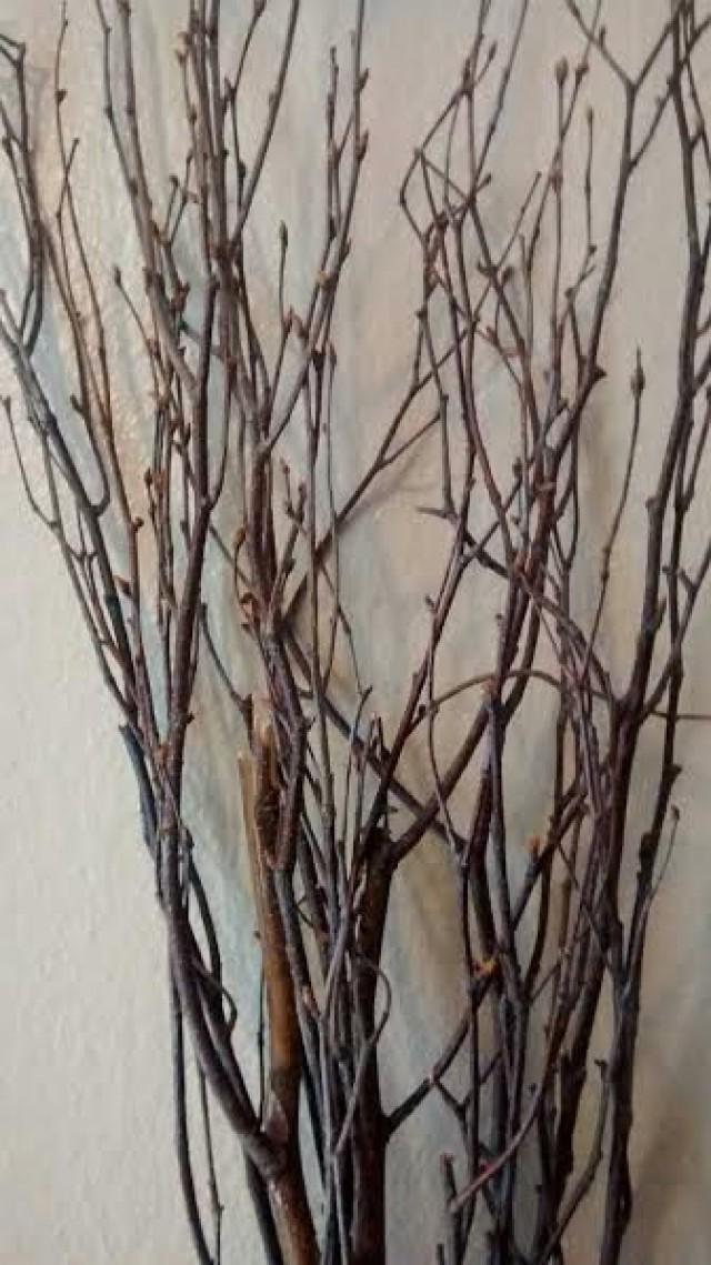 Birch Tree Branches (50) Tall Birch Branches/bulk Birch Branches/wholesale Birch Branches