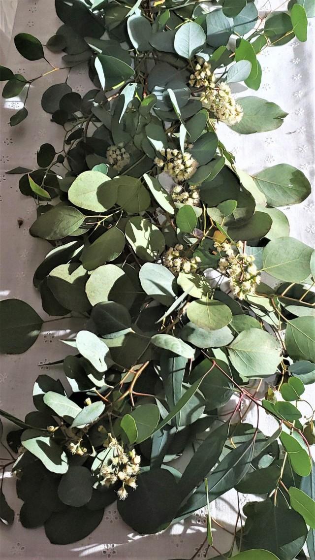 Silver Dollar Eucalyptus Stems In Bundles Of 10, Wedding Flowers, Wedding And Event Greenery