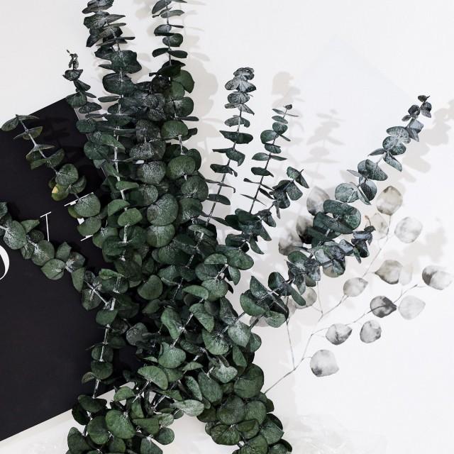 30 Dried Natural Preserved Eucalyptus Stems Bundle Dried Eucalyptus