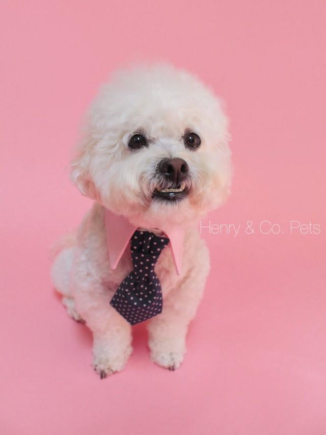 Dog Tie And Shirt Collar- Navy Blue Polka Dot Tie- Pink Collar- Wedding ...