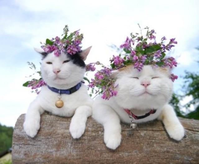 https://s3.weddbook.me/t1/2/4/0/2409565/gardening-with-pets.jpg