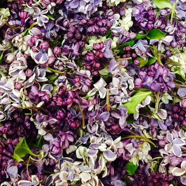 BACK In Stock! Lilac Petals. Wedding Petals. 10 Cups. Freeze-dried ...